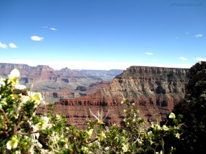 Grand Canyon - flowers