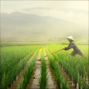 Farmer in Indonesia by Jayantara